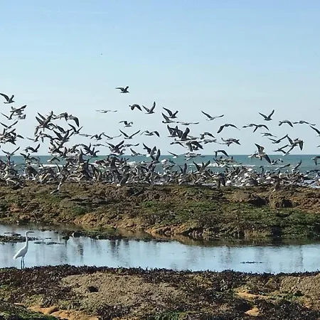 L Atypique L'Île-d'Olonne
